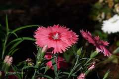 Dianthus chinensis